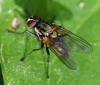 Hydrophoria lancifer